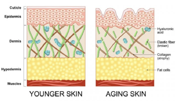 Hyaluronic acid di dalam kulit
